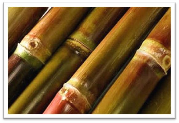 THE INFLUENCE AND EFFECTS OF APPLICATION OF AGROSTEMIN ON SUGARCANE (Saccharum officinarum