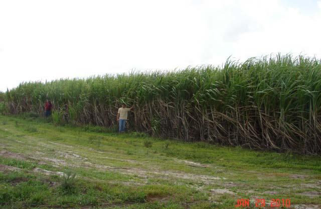 Appearance of the experimental field in January 2010 ( cane eleven months old )