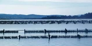 Safety (Seafood) Regulations 2014 Biotoxin Monitoring Program PST, DST, AST in mussels and oysters sentinel species High/medium risk areas weekly Low risk areas monthly Also algae