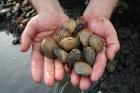 wild shellfish for human consumption (foraging) is not regulated or
