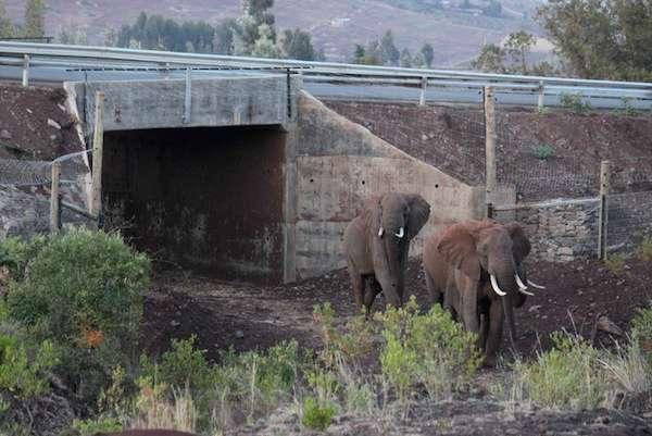 Wildlife underpass and over
