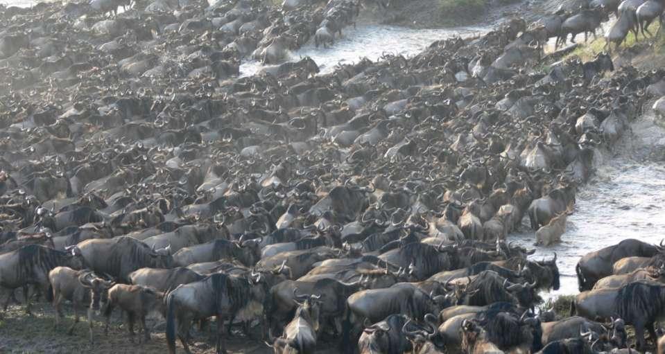 Annual Wildebeest migrations is assured with
