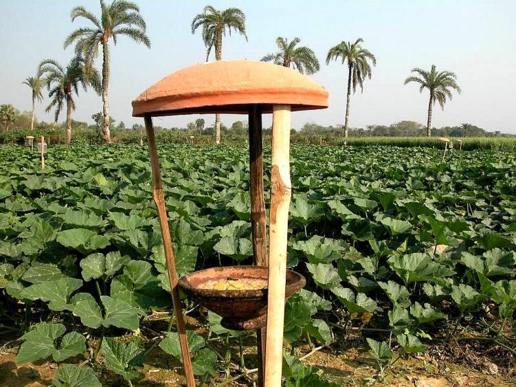 CUCURBIT FRUIT FLY CONTROL BY BAIT TRAPS WITHOUT PESTICIDE USE Fruit fly is widespread in Bangladesh and damages 50-60% of the cucurbit