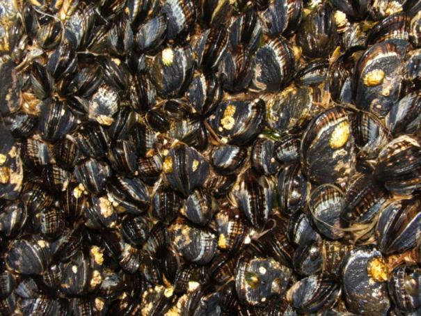 mussel population explodes uncontrollably, driving
