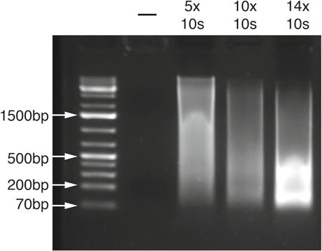 Mammalian Splicing Factor ChIP 321 Fig. 2 DNA fragmentation by Sonication.