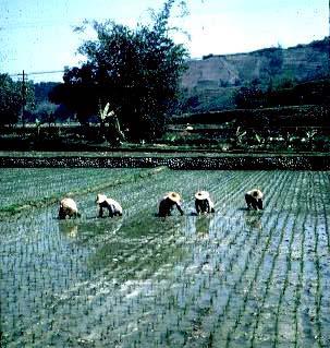 II. Comparison between Traditional to Modern Agriculture A. Traditional Agriculture (Low-Input) Traditional: subsistence & intensive agriculture. i. Subsistence enough for family ii. iii. iv.