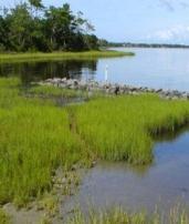 Wetlands help absorb the impact of coastal dynamics by providing a place for the water to go, acting as a buffer between the sea and development. 2.