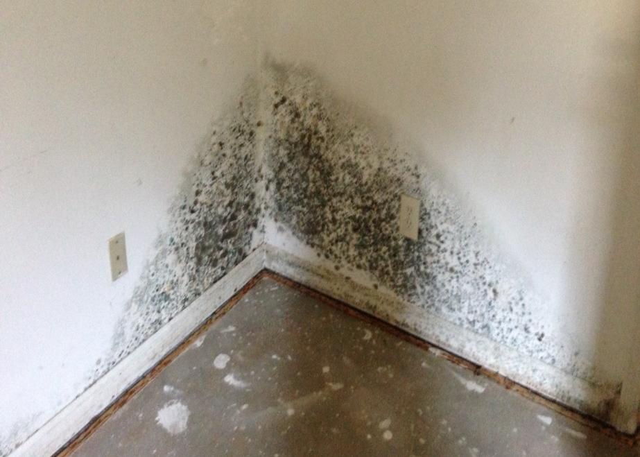 Mold Famous Indoor Air Pollutants Sources: Water from leaks or flooding