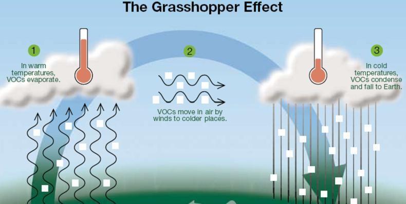 Factors Increasing Outdoor Pollution Grasshopper Effect Pollutants from tropical areas are transported to polar areas due