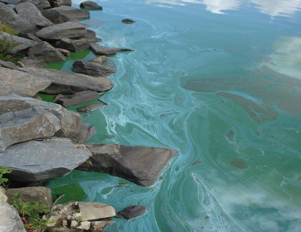 Cyanobacterial Harmful Algal Blooms (HABs) Freshwater