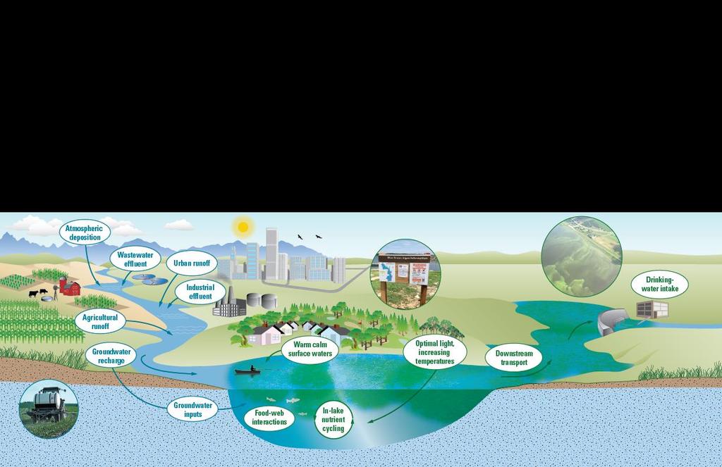 What Causes Algal Blooms? Many environmental factors influence the occurrence of algal blooms.