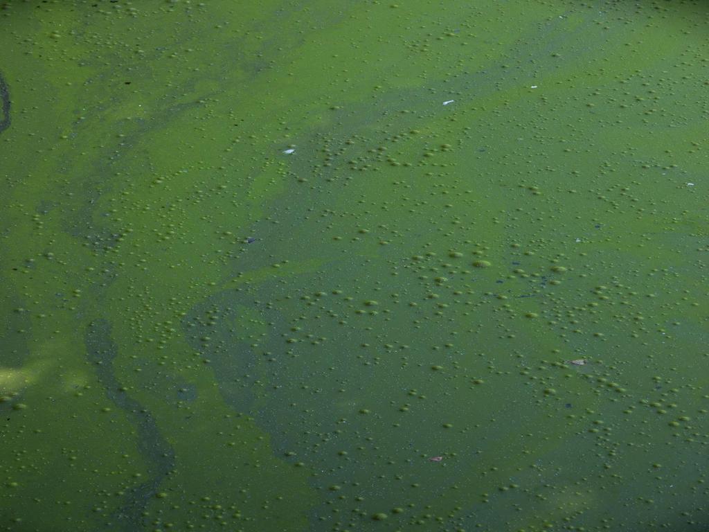 Need For State Capacity Building & Preparedness for Cyanobacterial Harmful Algal Blooms (HABs) Increasing global concern and incidence High profile blooms In NY - HABs confirmed in > 700 waterbodies