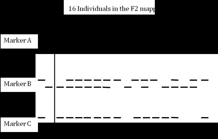 e. Draw a genetic map for this data showing the order of A, B and C and the map
