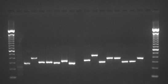 PCR touchdown procedure 1 2 3 4 5 6 7 8 9 10 11 12 13 14 15 16 b b The earliest PCR cycles use a high annealing temperature