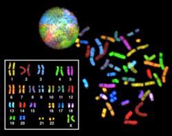 8.4 Detecting and Diagnosing Human Disease Detecting Genetic Diseases Testing for chromosome abnormalities