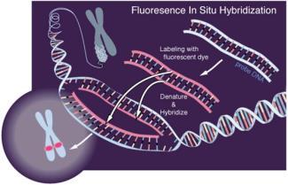 8.4 Detecting and Diagnosing Human Disease Detecting Genetic Diseases Fluorescence