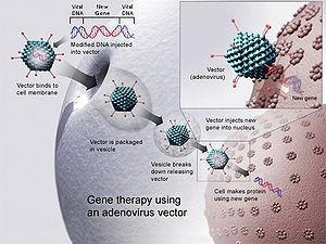 8.6 Gene Therapy Vectors for Gene Delivery viruses Naked DNA DNA by itself that is injected directly into body tissues