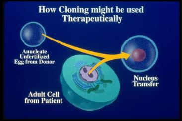 8.9 Therapeutic cloning Therapeutic cloning- Also called somatic-cell nuclear transfer provides
