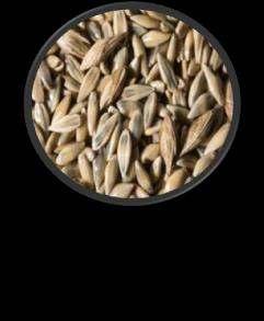 17 Technology of growing switchgrass Seed