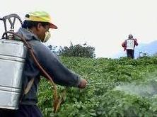 Spraying Practices to Control FSB Bangladesh - more than 140 times during a cropping season of 180-200 days (Rashid et al,