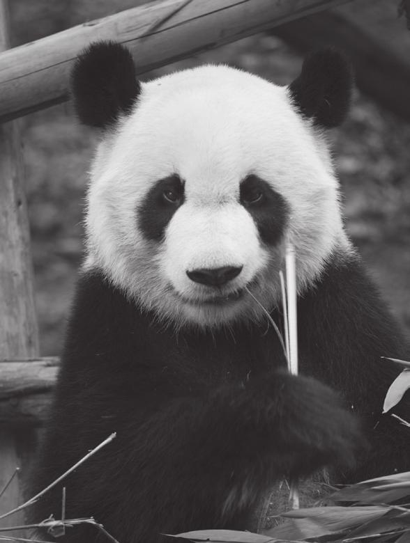 5 (a) The Giant Panda is an animal that is nearly extinct. XiFotos / istock / Thinkstock In 2003 there were 1596 Giant Pandas living in the wild in China. By 2013 that number had increased to 1864.