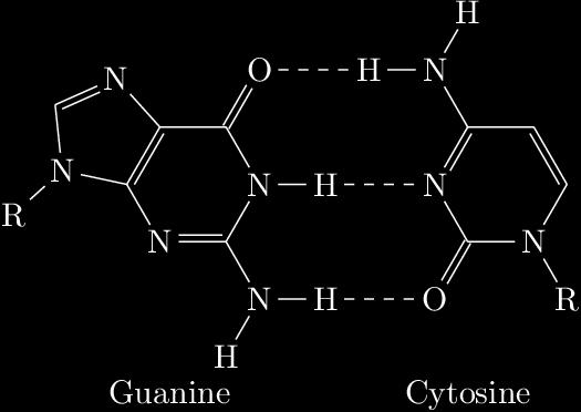 Complementary base pairing: Adenine (A) always pairs with Thymine (T) Cytosine (C) always pairs with Guanine (G) Hydrogen bonds Hydrogen bonds Complementary base pairing occurs because the structure