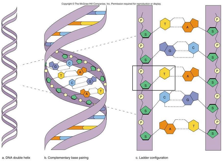Overview of DNA Structure: The double helix structure is a twisted ladder.
