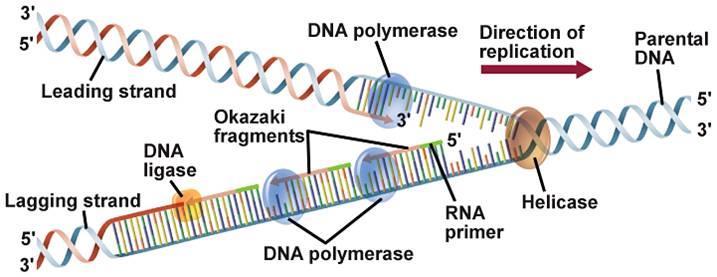-Primase adds RNA primers onto the lagging strand, which allows synthesis of Okazaki fragments from 5' to 3' The primase generates short strands of RNA that bind to the single-stranded DNA to