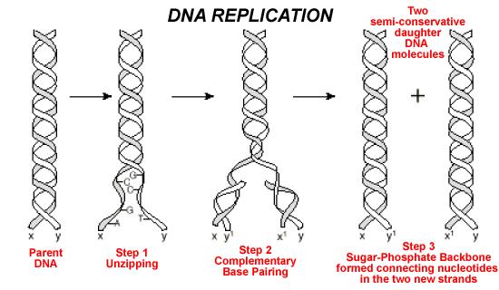 DNA REPLICATION DIAGRAM: SEMICONSERVATIVE REPLICATION DNA replication is termed SEMICONSERVATIVE because each new double helix of DNA has one or parental strand and one or daughter strand.