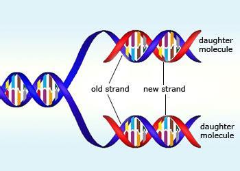 Therefore, the information content of the DNA is UNCHANGED, just.