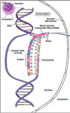 THE STEPS IN PROTEIN SYNTHESIS: Protein synthesis occurs in two steps: TRANSCRIPTION and TRANSLATION. 1.
