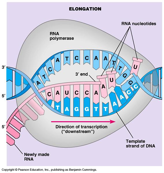 - An enzyme called first binds to a DNA molecule and then causes a segment of DNA helix to unwind and separate ( unzip ), temporarily exposing the two strands.
