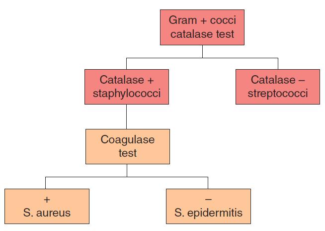 Non-motile organisms grow only along the stab line and