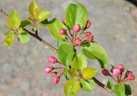 Malus sylvestris - threatened and