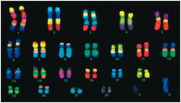 Fluorescent In-Situ Hybridization (FISH) identification of Human Chromosomes - "Chromosome Painting" DNA probes specific to regions of particular chromosomes are attached to fluorescent markers and