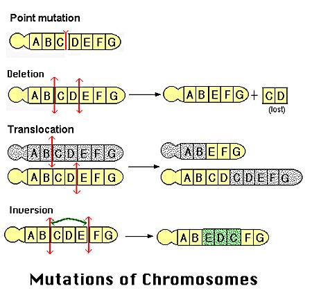 Mutation of Chromosomes Mutations arise from