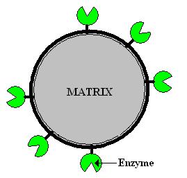 Chapter 2 Literature review 2.3.4 Immobilisation by covalent bonding In this method immobilisation is achieved by the formation of covalent bonds between the enzyme and a support matrix.