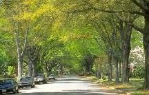 The Benefits of the Urban Forest Each year Minneapolis street trees