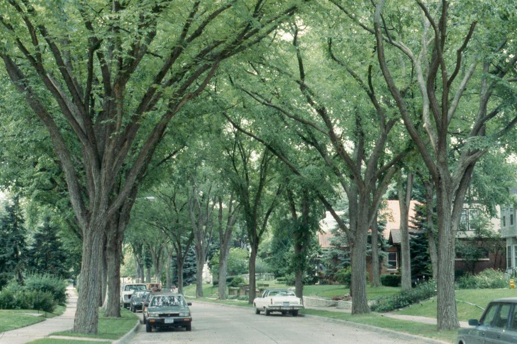 Only Only 10% 10% of of Minneapolis Minneapolis street street trees trees are are elms.