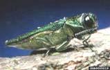 Threats to Minneapolis Tree Population 800,000 600 Asian Longhorn Beetle Gypsy Moths Number of Trees 700,000 600,000 500,000 400,000