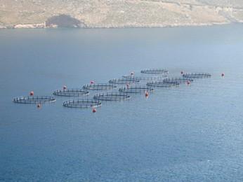 In order to reduce the effects of overharvesting, many commercially sold fish are raised in compact fish farms.