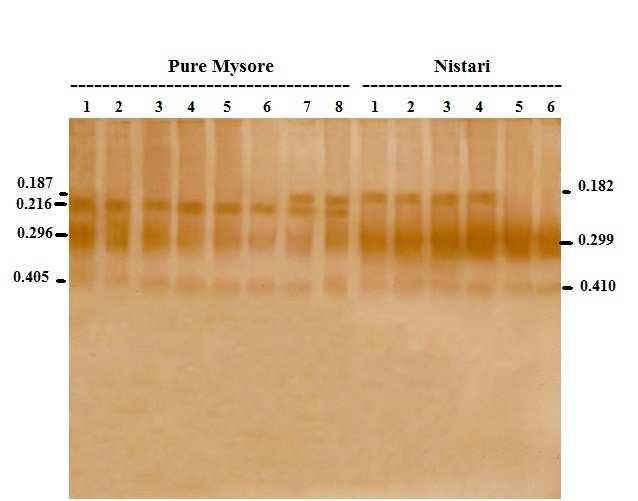 Figure 19: Native PAGE analysis of midgut alkaline phosphatase of Pure Mysore and Nistari silkworms Lanes: 1-8 days in fifth instar Figure : Native PAGE analysis of midgut alkaline phosphatase of NB