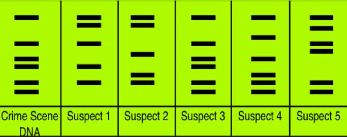 Written Response #18 The following is a DNA fingerprint produced by gel