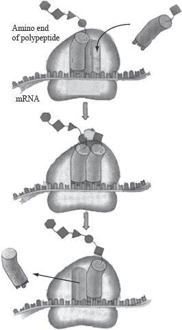 13. If mrna has a codon CAU, what is the corresponding anticodon on the trna molecule? A. CAT B. GUA C. CAU D. GTA 14.