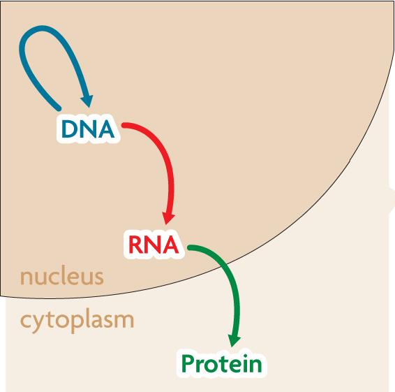 Main Idea #1 RNA carries DNA s instructions. The central dogma includes three processes. Replication copies DNA (blue arrow).