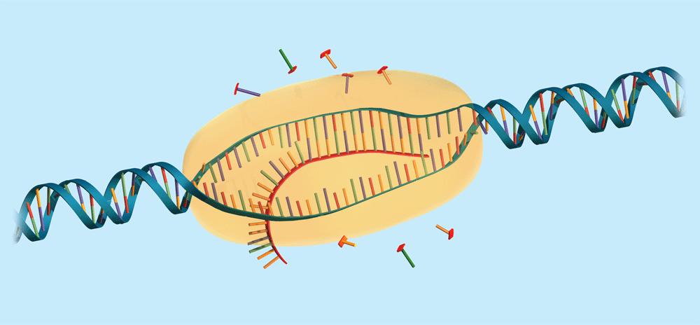 Main Idea #2 Transcription makes three types of RNA. Nucleotides pair with one strand of the DNA. RNA polymerase bonds the nucleotides together. The DNA helix winds again as the gene is transcribed.