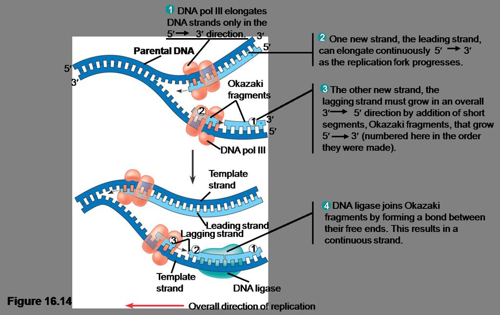 1 2 3 Each nucleotide added to a growing DNA strand comes from Nucleoside Triphosphate ( sugar + base + 3 phosphate groups ).