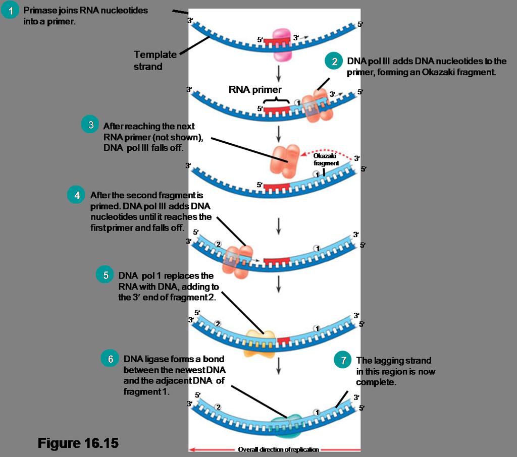 DNA polymerase III must work in the direction away from the replication fork to elongate the other new strand of DNA ( lagging strand),which is discontinuously as a series of segments called Okazaki