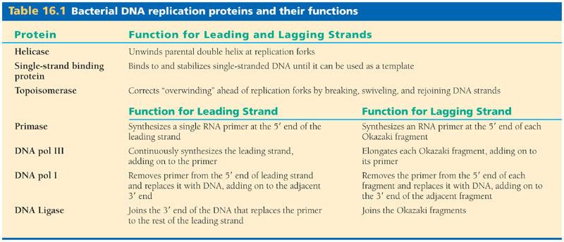 ** All these proteins assist DNA replication as