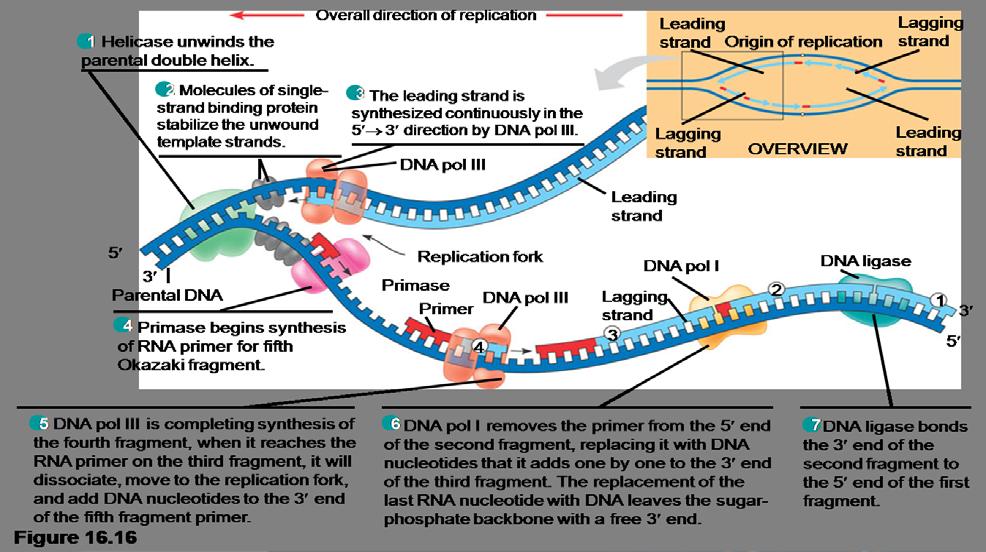 16 : A summary of bacterial DNA replication Note